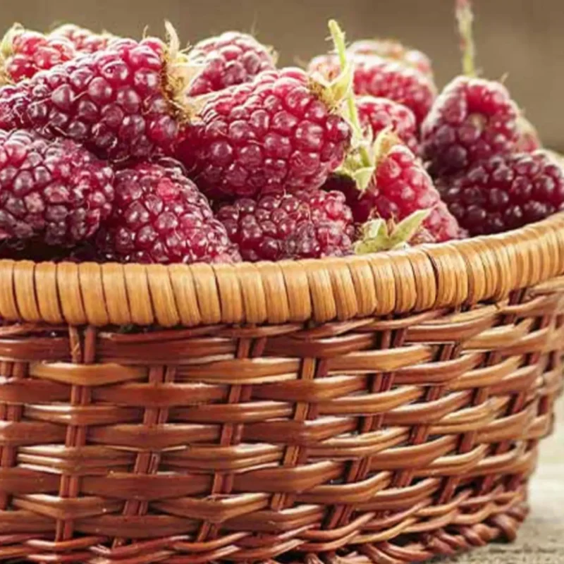 what is a tayberry?