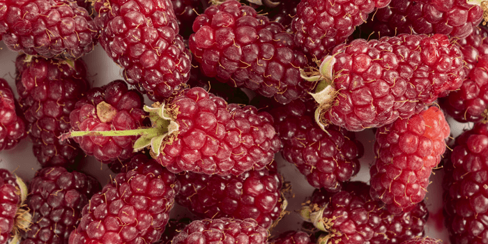 Tayberry close-up